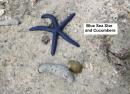 Starfish - Blue Sea Star